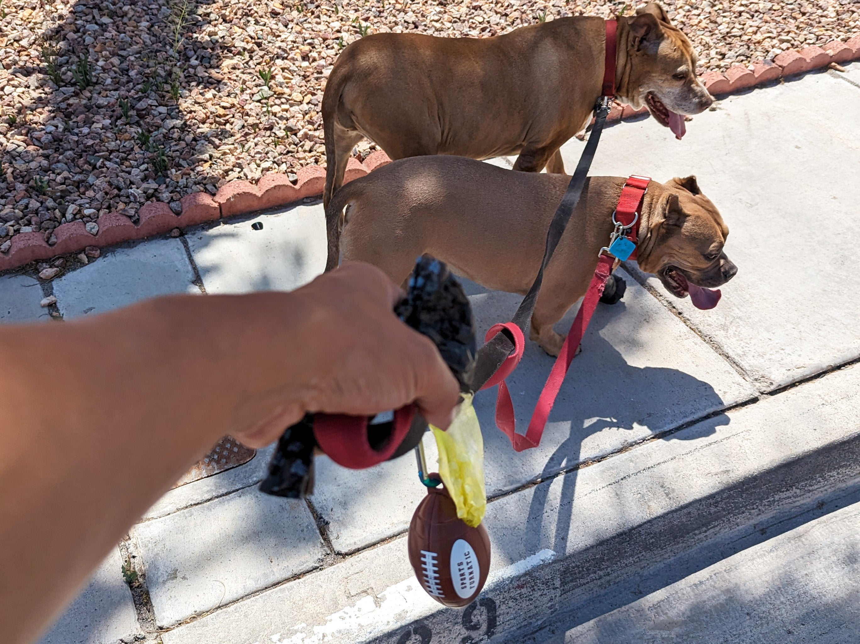 First person perspective holding two dog leashes in left hand walking on the sidewalk during the day.  The Tail Gater, with Light Blue Carabiner, and Yellow Bag Roll, is hanging off the leash, near the  hand holding the leash.