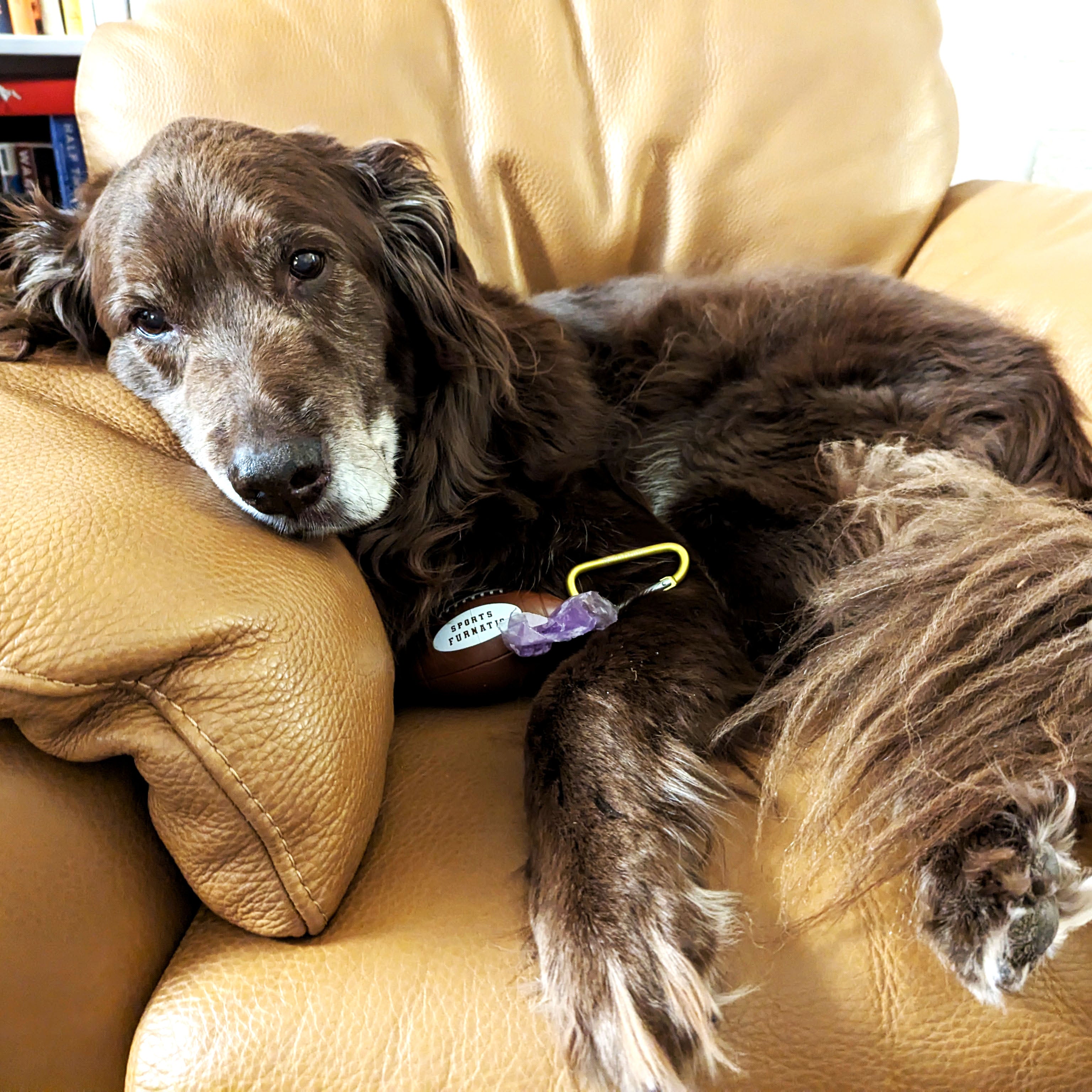 Lou, the dog is sitting in tan leather chair looking into the camera with The Tail Gater with Gold carabiner, and Purple poop-bag roll, loaded into the dispenser.