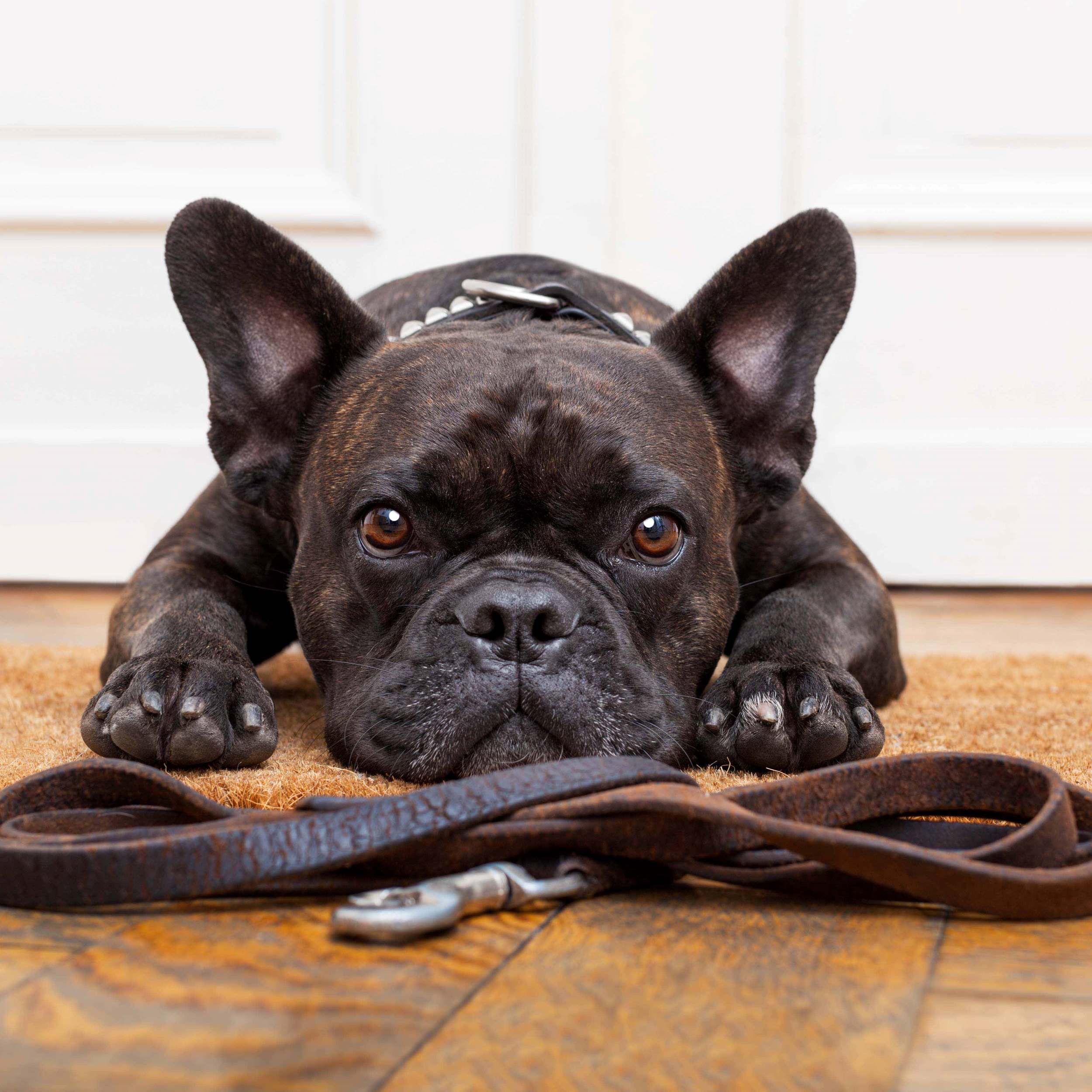French bulldog who wants to go for a walk. Laying on the floor with the leash, and looking into the camera. 
 Sports Furnatic -There is No I in Team.