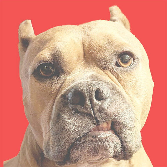 Sports Furnatic Gift Card image of Ellis the dog, on red background.