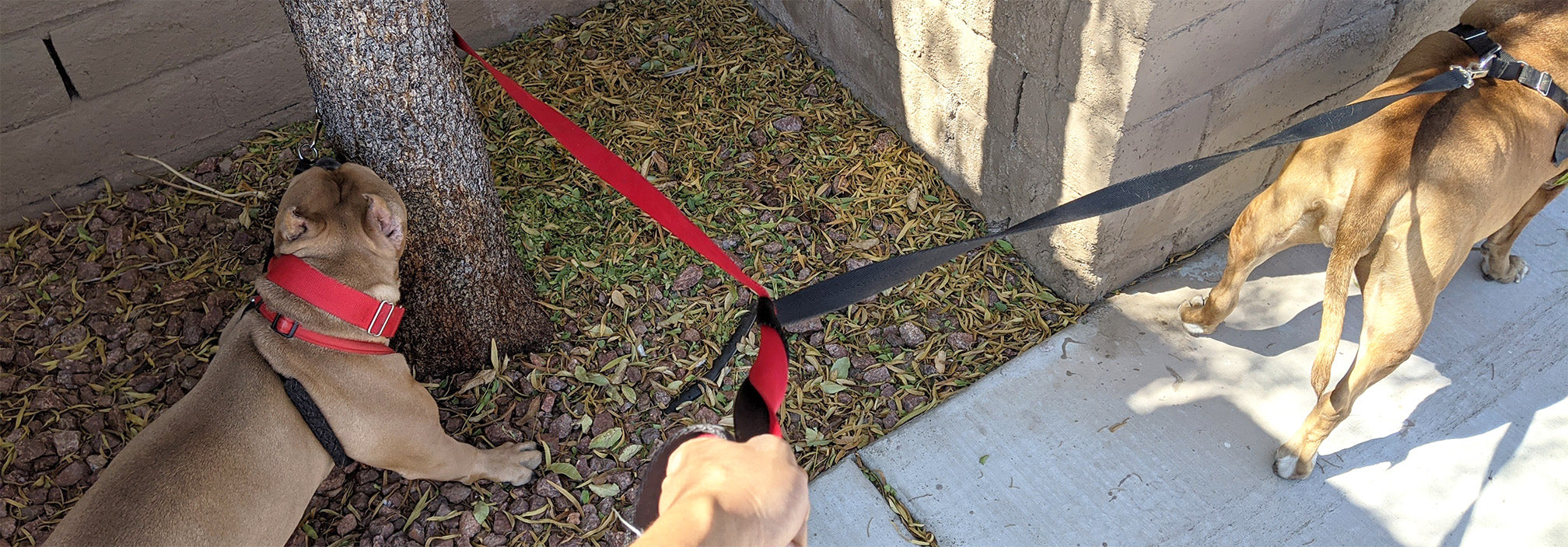 Two dogs going in different directions, pulling on the the leashes.  One dog, has leash wrapped around tree, and the other is heading away, up the sidewalk.