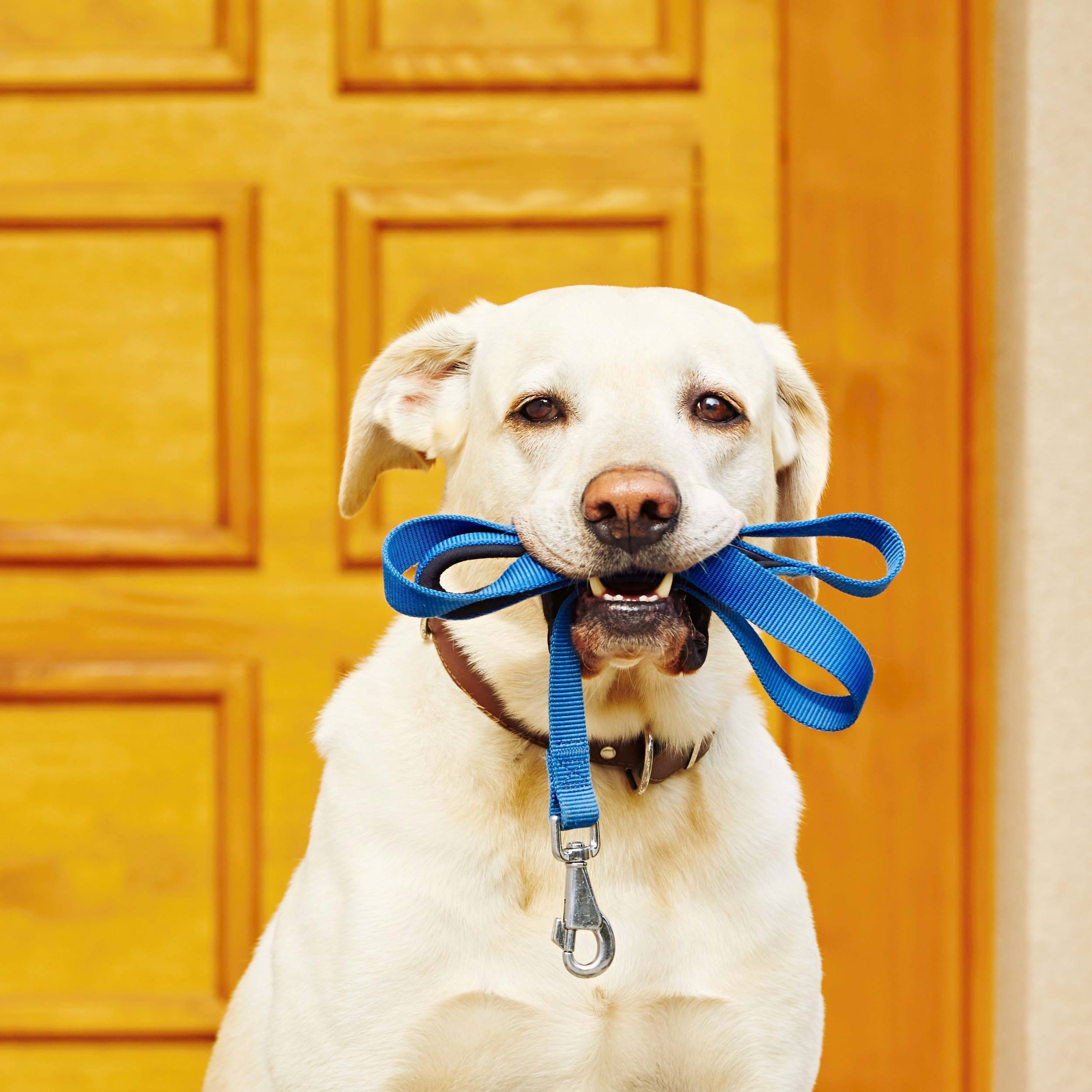 White Lab with blue leash in its mouth. Sitting in front of a light stained wood door.  Dog Poop is a Team Sport.